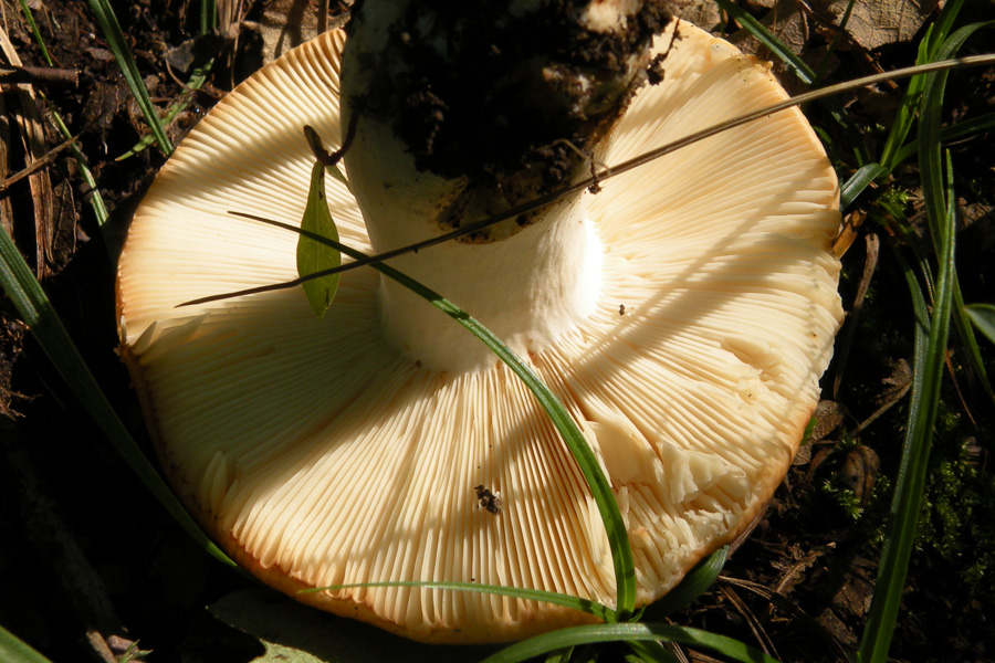 Due funghi dalla collina reggiana